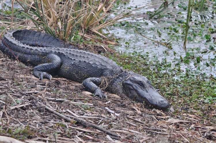 an American alligator